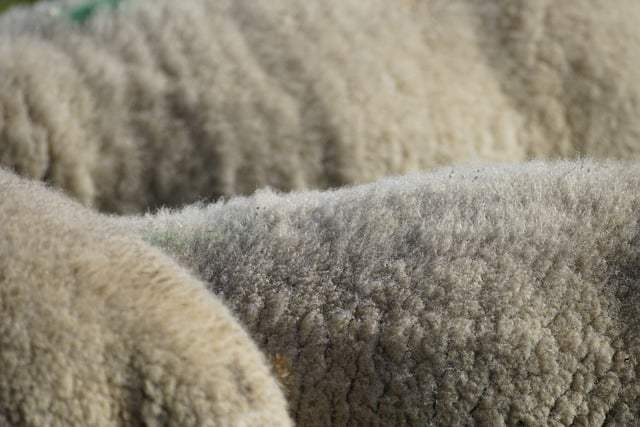 Merino wool Merino wool