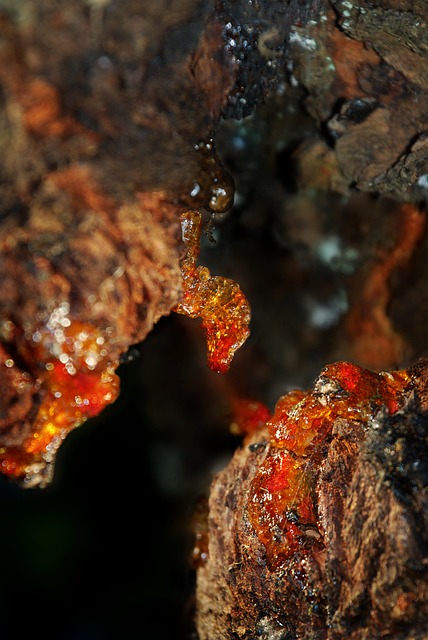 Olibanum resin Olibanum resin