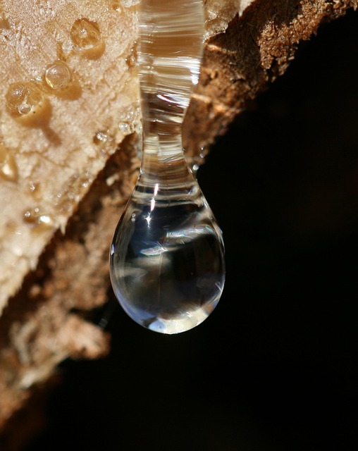 Tea tree resin