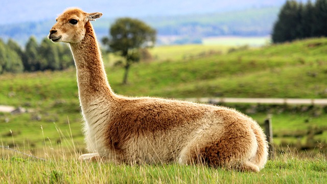 Vicuña wool
