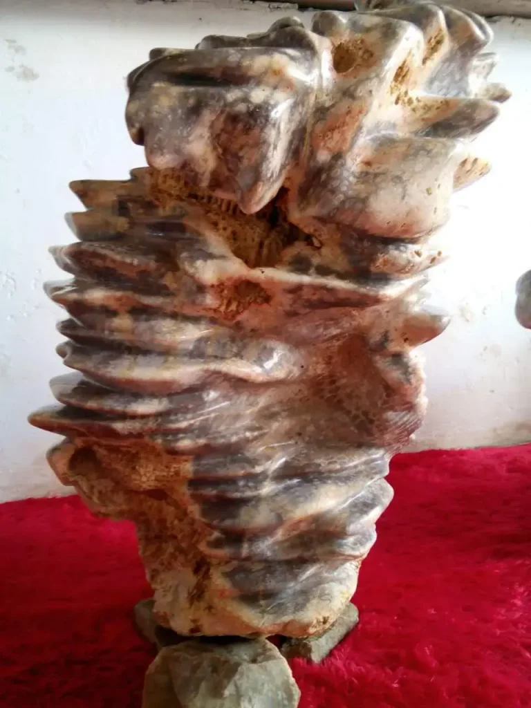 Coral Fósil Coral Fósil