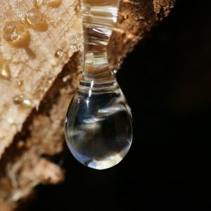 Resina de árbol del té