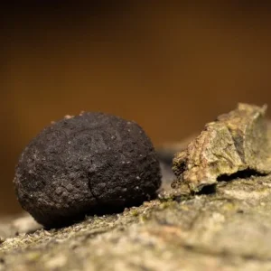 Tuber Indicum